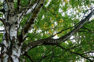 Обои на рабочий стол: forest, park, tree