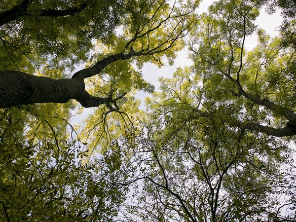 forest, green, leaves, sky, trees, wood