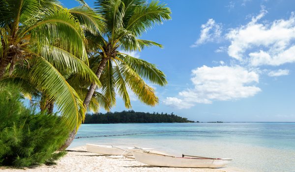 Обои на рабочий стол: берег, голубое небо, море, пальмы, пляж, природа, тропики