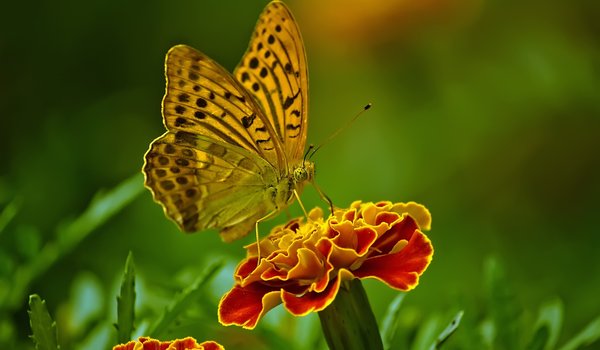 Обои на рабочий стол: butterfly, бабочка, цветок