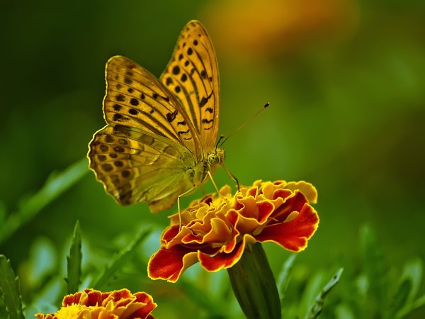 butterfly, бабочка, цветок