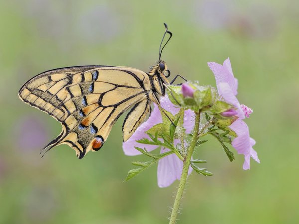 butterfly, бабочка, цветок