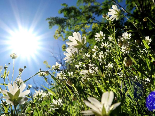 лето, небо, солнце, трава, цветы