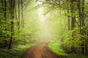 Обои на рабочий стол: дорога, туман, фото