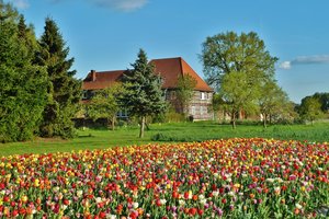 Обои на рабочий стол: field, spring, tulips, весна, дом, поле, тюльпаны