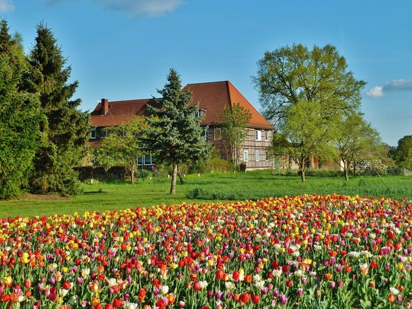 field, spring, tulips, весна, дом, поле, тюльпаны