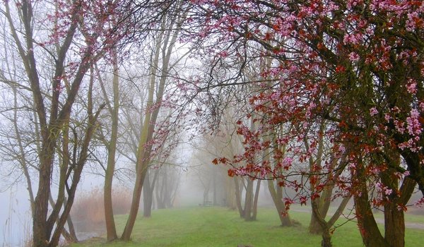 Обои на рабочий стол: Flowering, fog, park, spring, trees, весна, парк, туман, цветение