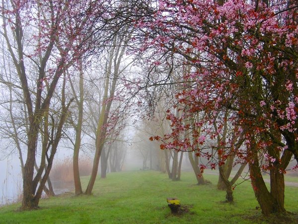Flowering, fog, park, spring, trees, весна, парк, туман, цветение
