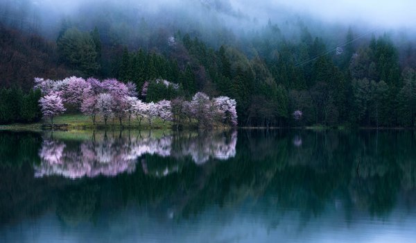 Обои на рабочий стол: весна цветени, вода, деревья, сакура, фотограф Comyu Matsuoka