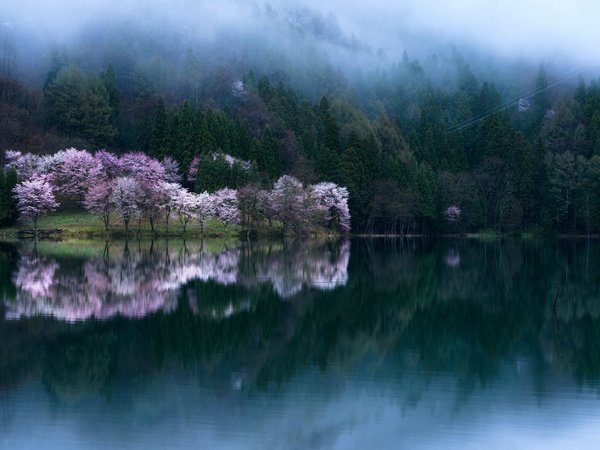 весна цветени, вода, деревья, сакура, фотограф Comyu Matsuoka