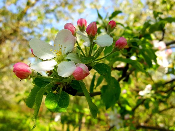 весна, Цвет яблони, цветение, Цветение яблони