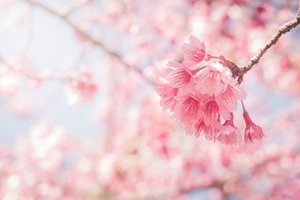 Обои на рабочий стол: bloom, blossom, cherry, pink, sakura, spring, весна, ветки, небо, сакура, цветение