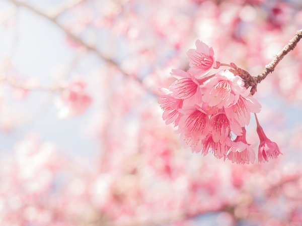 bloom, blossom, cherry, pink, sakura, spring, весна, ветки, небо, сакура, цветение
