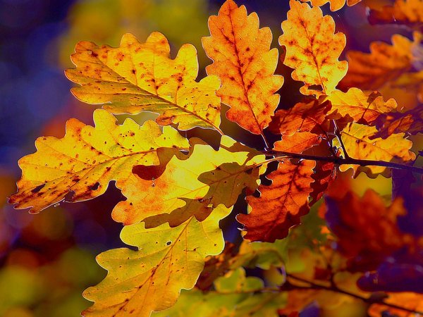 ветки, краски осени, листья