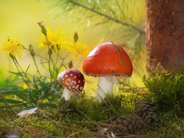 Vlad Vladilenoff, грибы, дерево, мох, мухоморы, осень, природа, сосна, цветы, шишки