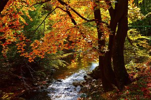 Обои на рабочий стол: autumn, fall, forest, river, лес, осень, речка