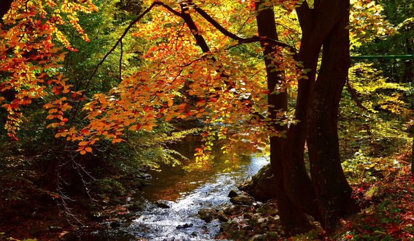 Обои на рабочий стол: autumn, fall, forest, river, лес, осень, речка
