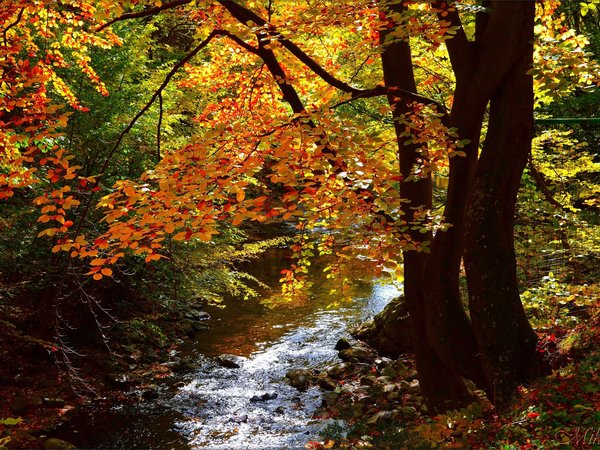 autumn, fall, forest, river, лес, осень, речка