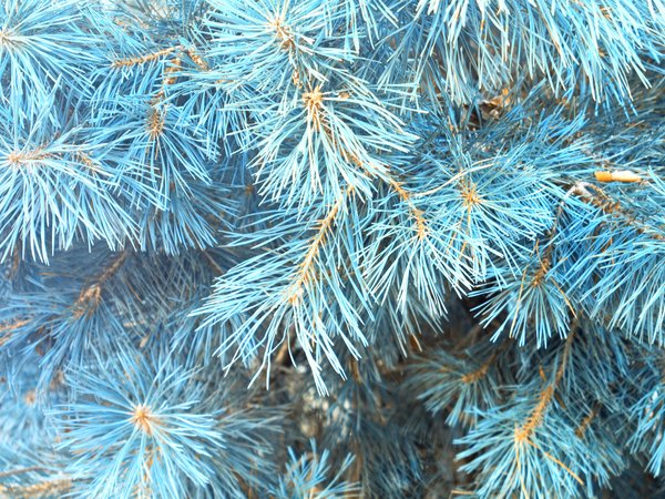 blue, fir tree, snow, winter, ветки ели, голубая ель, елка, зима