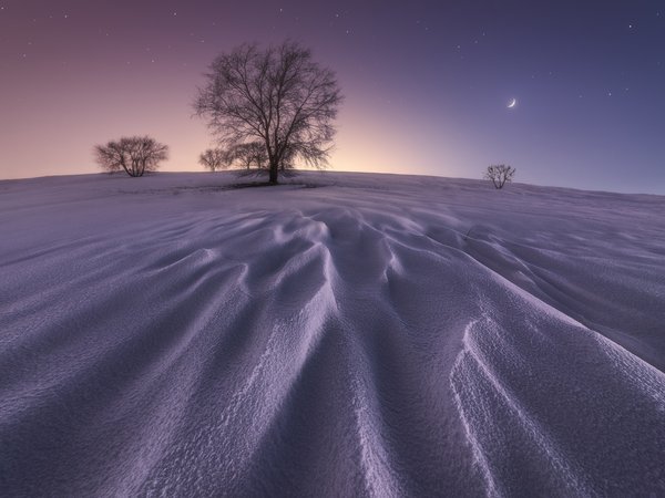 Juan López Ruiz, moon, snow, stars, tree, winter, дерево, звезды, зима, луна, снег