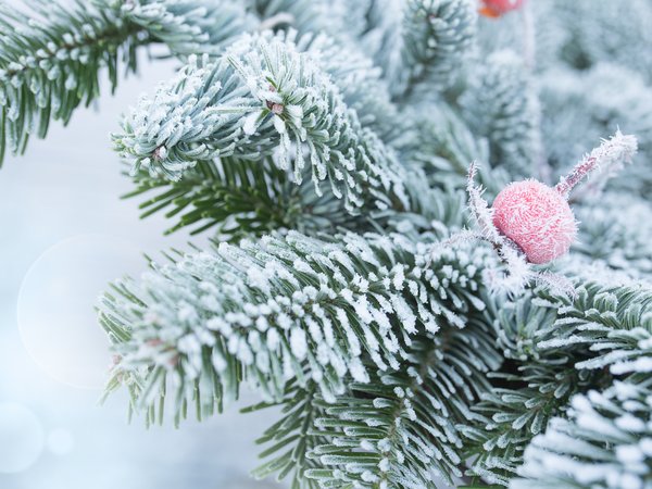 fir tree, snow, winter, ветки, елка, зима, мороз, снег