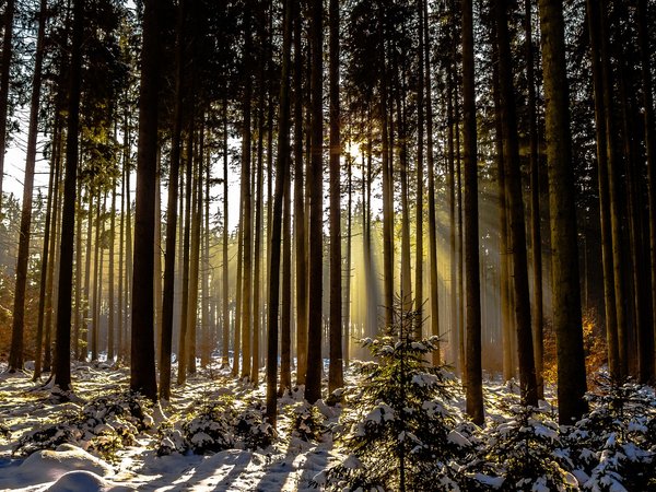 деревья, зима, лес, снег, солнечный свет