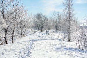 Обои на рабочий стол: деревья, зима, снег