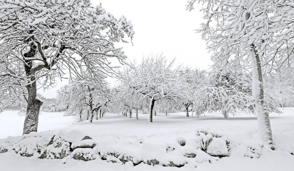 Обои на рабочий стол: landscape, snow, tree, white, winter, деревья, зима, снег