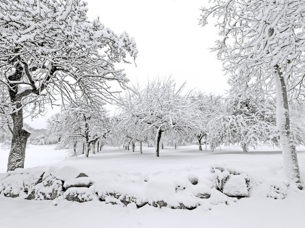 landscape, snow, tree, white, winter, деревья, зима, снег