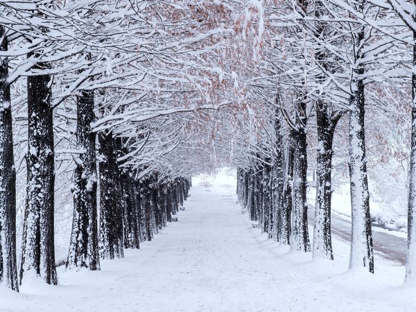 alley, landscape, park, snow, trees, winter, аллея, деревья, зима, парк, снег