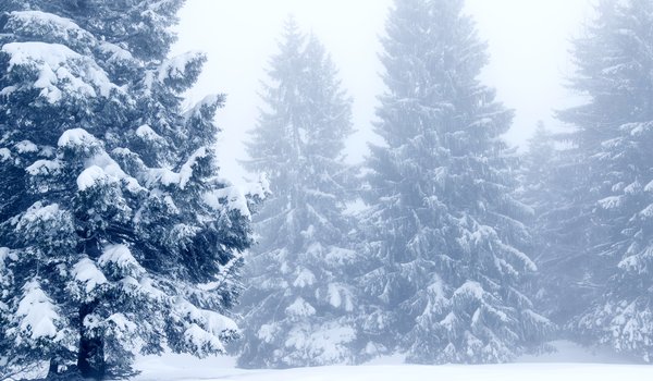Обои на рабочий стол: beautiful, fir tree, landscape, nature, snow, winter, деревья, елки, зима, зимний, пейзаж, снег