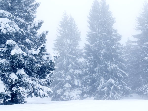 beautiful, fir tree, landscape, nature, snow, winter, деревья, елки, зима, зимний, пейзаж, снег