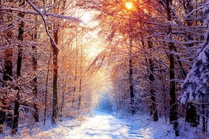 Обои на рабочий стол: ветки, деревья, дорога, зима, лес, природа, снег, солнце