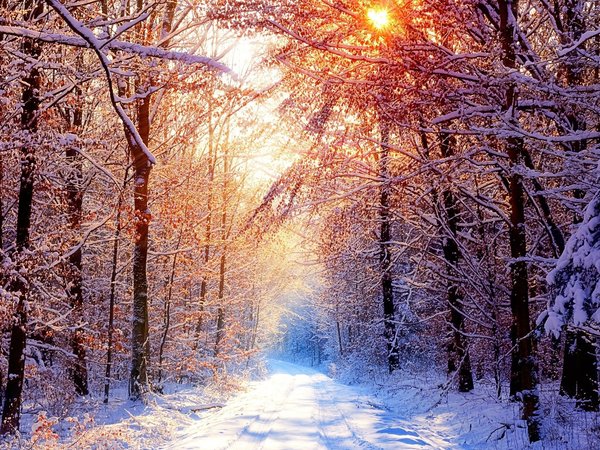 ветки, деревья, дорога, зима, лес, природа, снег, солнце