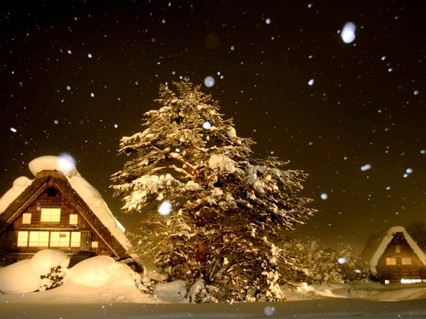 деревья, дома, зима, ночь, снег
