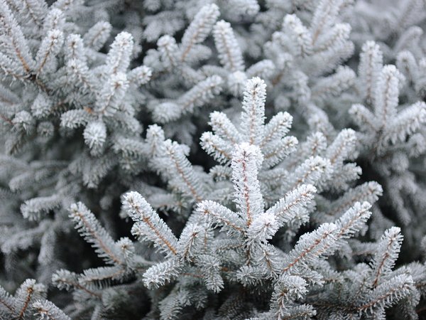 fir tree, frost, snow, spruce, winter, ветки ели, елка, зима, снег