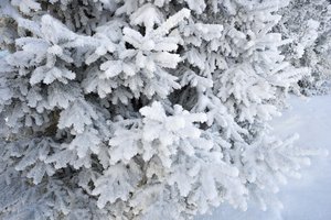 Обои на рабочий стол: fir tree, frost, snow, spruce, winter, ветки ели, елка, зима, снег