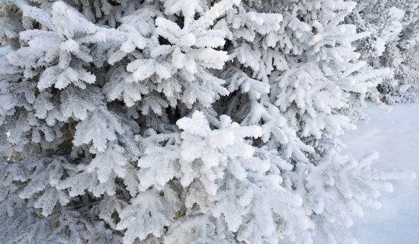 Обои на рабочий стол: fir tree, frost, snow, spruce, winter, ветки ели, елка, зима, снег