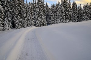 Обои на рабочий стол: forest, frost, nature, snow, winter, деревья, зима, лес, мороз, снег