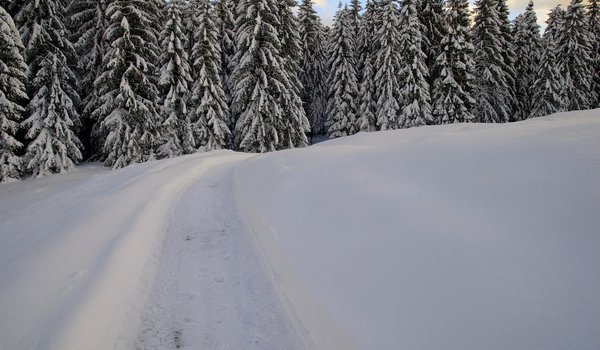 Обои на рабочий стол: forest, frost, nature, snow, winter, деревья, зима, лес, мороз, снег