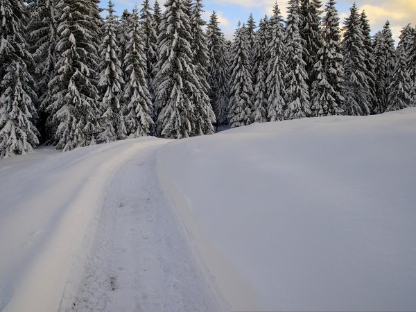 forest, frost, nature, snow, winter, деревья, зима, лес, мороз, снег