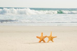 Обои на рабочий стол: beach, love, sand, sea, starfish, summer, звезда, море, пара, песок, пляж