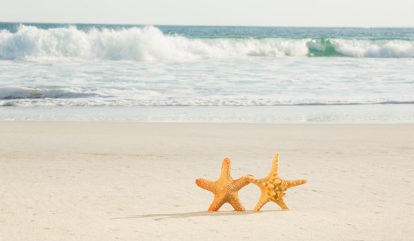 Обои на рабочий стол: beach, love, sand, sea, starfish, summer, звезда, море, пара, песок, пляж