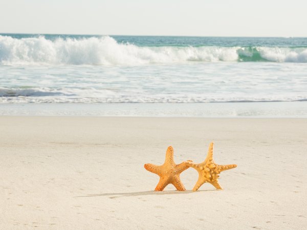 beach, love, sand, sea, starfish, summer, звезда, море, пара, песок, пляж