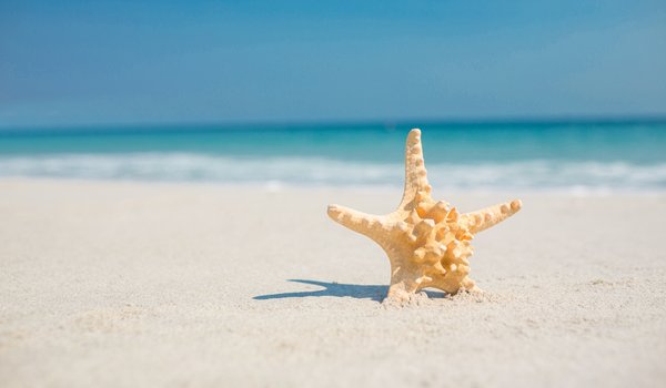 Обои на рабочий стол: beach, sand, sea, starfish, summer, звезда, море, песок, пляж