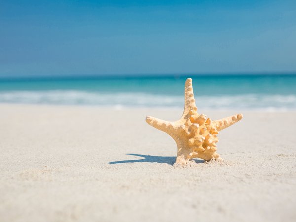 beach, sand, sea, starfish, summer, звезда, море, песок, пляж