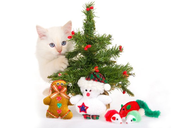 белый фон, елка, игрушки, котенок, сувениры