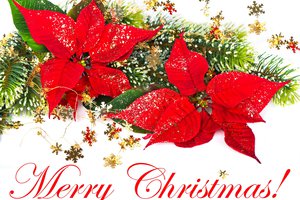 Обои на рабочий стол: merry christmas, ветка ёлки, красный, новый год, праздник, пуансетия, рождественская звезда, рождественский цветок, рождество, снежинки