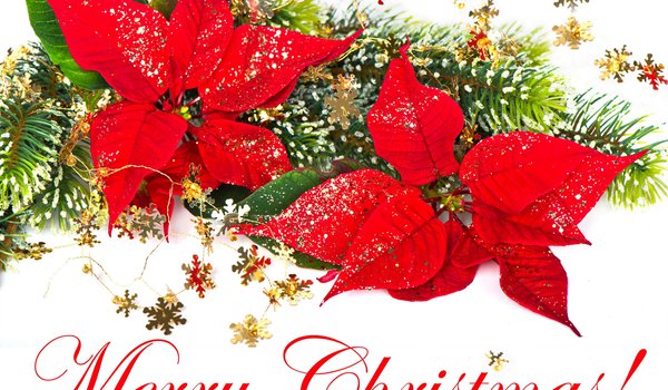 Обои на рабочий стол: merry christmas, ветка ёлки, красный, новый год, праздник, пуансетия, рождественская звезда, рождественский цветок, рождество, снежинки