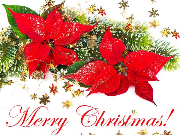 merry christmas, ветка ёлки, красный, новый год, праздник, пуансетия, рождественская звезда, рождественский цветок, рождество, снежинки